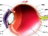 Строение глаза Орган зрения состоит из следующих частей: