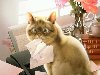 Веселые коты Makoto Muramatsu. Обсуждение на LiveInternet - Российский ...