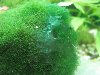 Сине-зеленые водоросли могут образовывать колонии самого разного оттенка ...
