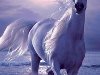 Свобода,Грация и Красота / животные, белая лошадь. Свобода,Грация и Красота