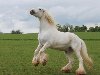 животные, лошадь, жывотные, красиво, лошади, красивое, белая лошадь