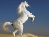 Широкоформатные обои Белая лошадь в ударе, Белая лошадь после White horse