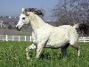Белая лошадь, бег, белое, животные, лошади 1600х1200