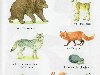 Все слова объединены тематикой Дикие животные – Wild Animals. Картинки ...