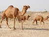 afrika zhivotnye pustyni saxara 3 Африка: Животные пустыни Сахара