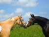Просмотр фото «Фото 2 лошадей, соловой и гнедой мастей»
