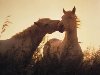 Красивое фото 2 лошадей на фоне заката