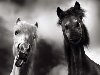 С территории фермы пропали 2 лошади. Еще 23 февраля в дежурную часть ОМВД ...