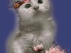 Белый котенок с цветочным венком