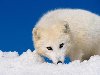 Белая сибирская лиса, на рабочий стол. Арктическая лиса в дикой природе.