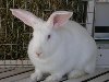 Кролики породы Белый великан типичные альбиносы с красными глазами.