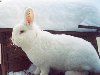 Порода средних по величине чисто-белых кроликов. Выведена в США в 1910 г.в ...