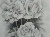 Цветки роз нарисованные простым карандашом. Цветы