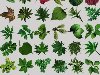 Скачать иконки – зеленые листочки разных деревьев: