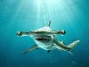 Акулы Японского моря,морские жители. 18.02.2012 23:35; животные, ...
