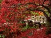 Осень в японских садах, природа, обои для рабочего стола., размер: 1600x1200