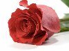 Широкоформатные обои Красное на белом, Красная роза на белом фоне