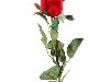 Красная роза на белом фоне. Такая фотография находка для желающих красиво ...