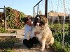 Кавказская овчарка. Самые большие в мире собаки