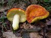 Рубрика: С, Съедобные грибы. Сыроежка золотистая (Russula aurea) Шляпка ...