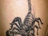 скорпион на плече татуировки u0026middot; скорпион на плече татуи.