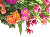 Картинка на рабочий стол: разновидность весенних цветов