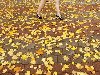 Autumn 2012 11 Яркая осень 2012. 11. Девушка на усыпанном листьями тротуаре ...