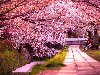 Самое красивое цветение сакуры в разных городах Японии. Очень красивые фото!