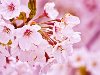 Когда цветет сакура, Япония похожа на огромный розово-белый цветок.