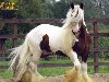 Красивые лошади породы Тинкер