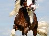 Красивые лошади породы Тинкер