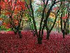 Скачать обои Парк, осень, красные листья 1280x1024.