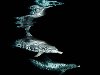 Тема подборки: фото обитателей океана. Атлантические Глазчатые Дельфины ...