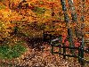 Осенний лес. Фото 9: