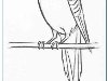 Рисуем попугая Учимся рисовать волнистого попугая карандашом