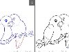 Пример раскрашенных попугаев нарисованных карандашом