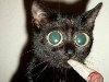 Фото-прикол: У кошки от косяка увеличились глаза