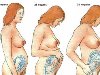 Развитие плода 6-14 недель. Женщина на различных сроках беременности (16-40 ...