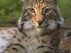 Рысь (лат. Felis lynx) - самый северный из видов кошачьих.