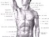 Мышцы спины представляют собой группу мышц поверхностных и глубоких.