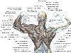 Строение мышц спины показано на иллюстрации: