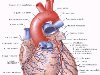Вены сердца человека | Анатомия Вен сердца, строение, функции, ...