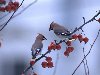 Фото птицы, зимние