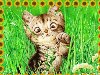 Скачать анимационные картинки Кошки, котята бесплатно