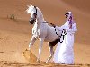 Арабская лошадь в пустыне с арабом. Тип по строению скелета: восточный; ...