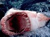 Большая белая акула предпочитает вести отшельнический образ жизни.