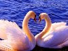 Два белых лебедя,два символа любви- в небе синем ангелам подобны.