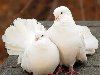 ГУП «Пассажиравтотранс» разыскивает владельца двух голубей, сизого и белого ...
