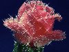 Цветы GIF анимация живые блестящие картинки гифки 10