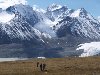 Здесь находится высочайшая гора в России – двухконечная Белуха. Один пик ...
